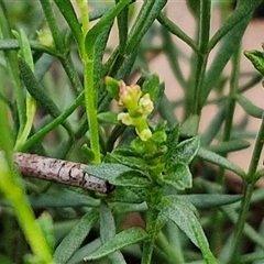 Stackhousia monogyna at Yarra, NSW - 23 Oct 2024