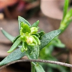 Stackhousia monogyna at Yarra, NSW - 23 Oct 2024