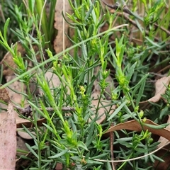 Stackhousia monogyna at Yarra, NSW - 23 Oct 2024