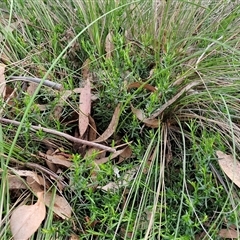 Stackhousia monogyna at Yarra, NSW - 23 Oct 2024