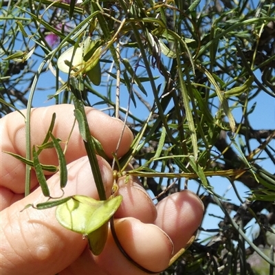 Unidentified Climber or Mistletoe at Kalbarri National Park, WA - 12 Sep 2024 by Paul4K