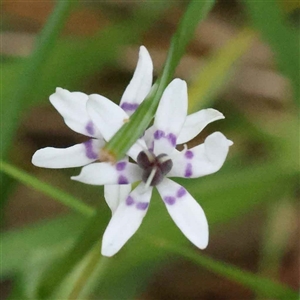 Wurmbea dioica subsp. dioica at Alexandra, VIC - 4 Oct 2024