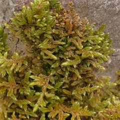 Unverified Moss, Liverwort or Hornwort at Alexandra, VIC - 4 Oct 2024 by ConBoekel