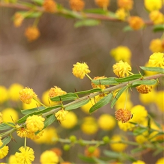 Acacia paradoxa (Kangaroo Thorn) at Alexandra, VIC - 4 Oct 2024 by ConBoekel