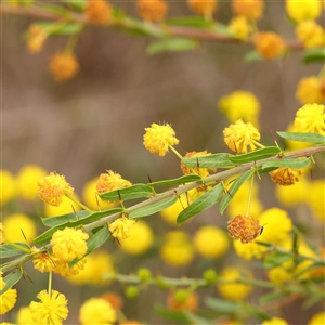 Acacia paradoxa at Alexandra, VIC - 4 Oct 2024