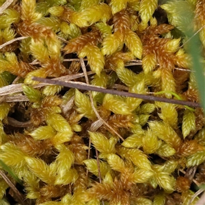 Unidentified Moss, Liverwort or Hornwort at Alexandra, VIC by ConBoekel