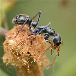 Myrmecia sp., pilosula-group at Alexandra, VIC - 4 Oct 2024