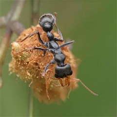 Myrmecia sp., pilosula-group at Alexandra, VIC - 4 Oct 2024