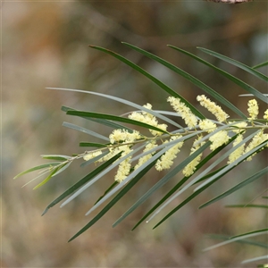 Acacia fimbriata (Fringed Wattle) at Alexandra, VIC by ConBoekel