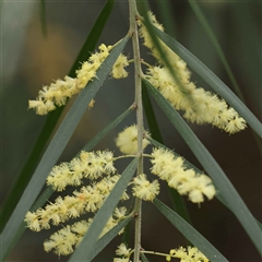 Acacia fimbriata at Alexandra, VIC - 4 Oct 2024 03:59 PM