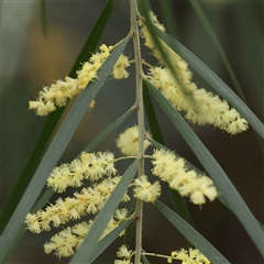 Acacia fimbriata at Alexandra, VIC - 4 Oct 2024