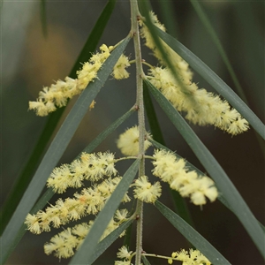 Acacia fimbriata at Alexandra, VIC - 4 Oct 2024