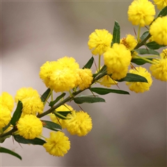 Acacia paradoxa (Kangaroo Thorn) at Alexandra, VIC - 4 Oct 2024 by ConBoekel