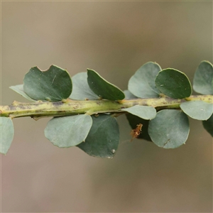 Acacia pravissima (Wedge-leaved Wattle, Ovens Wattle) at Alexandra, VIC by ConBoekel