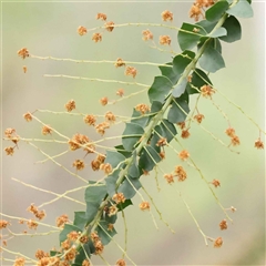 Acacia pravissima at Alexandra, VIC - 4 Oct 2024