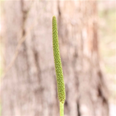 Unverified Plant at Alexandra, VIC - 4 Oct 2024 by ConBoekel