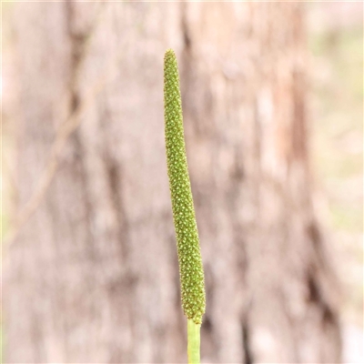 Unidentified Plant at Alexandra, VIC - 4 Oct 2024 by ConBoekel