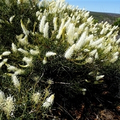 Unidentified Other Shrub at Kalbarri National Park, WA - 12 Sep 2024 by Paul4K