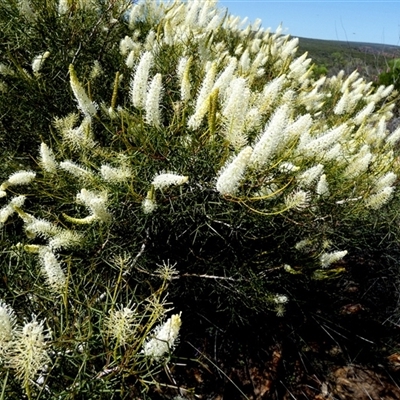 Unidentified Other Shrub at Kalbarri National Park, WA - 12 Sep 2024 by Paul4K