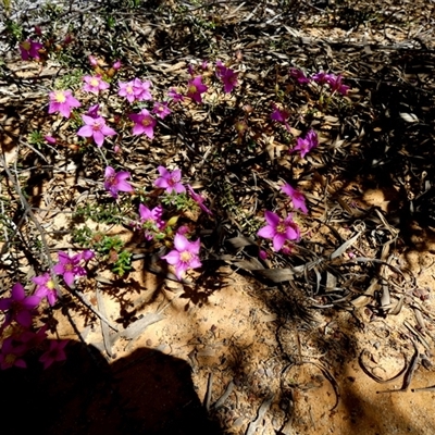 Unidentified Other Shrub at Kalbarri National Park, WA - 12 Sep 2024 by Paul4K