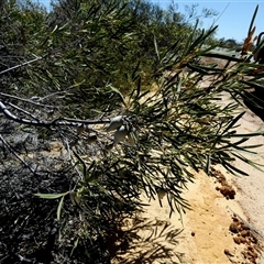 Unverified Other Shrub at Kalbarri National Park, WA - 12 Sep 2024 by Paul4K