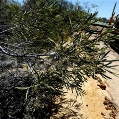 Unidentified Other Shrub at Kalbarri National Park, WA - 12 Sep 2024 by Paul4K