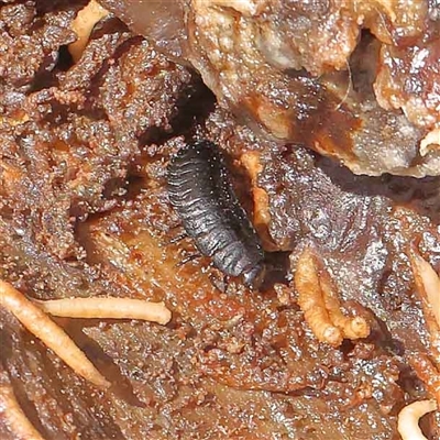 Isopoda (order) (Unidentified isopod or slater) at Nicholls, ACT - 16 Sep 2024 by ConBoekel