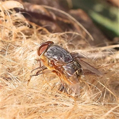 Unidentified Blow fly (Calliphoridae) at Nicholls, ACT - 16 Sep 2024 by ConBoekel