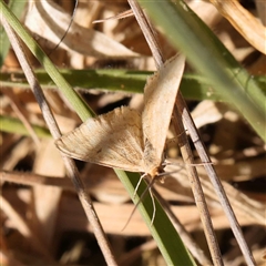 Scopula rubraria (Reddish Wave, Plantain Moth) at Nicholls, ACT - 16 Sep 2024 by ConBoekel