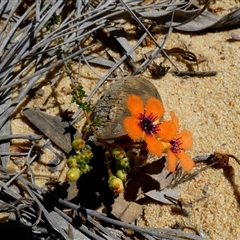 Unidentified Other Shrub at Kalbarri National Park, WA - 12 Sep 2024 by Paul4K