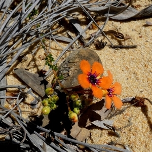 Unidentified Other Shrub at Kalbarri National Park, WA by Paul4K