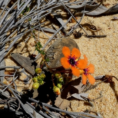 Unidentified Other Shrub at Kalbarri National Park, WA - 12 Sep 2024 by Paul4K