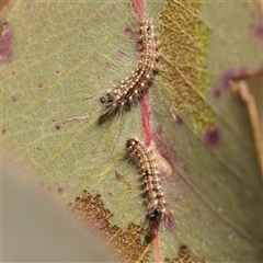 Uraba lugens (Gumleaf Skeletonizer) at Nicholls, ACT - 16 Sep 2024 by ConBoekel