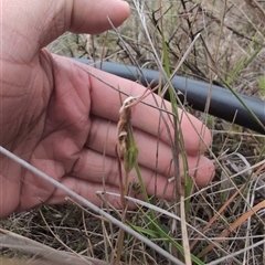 Diuris sp. (A Donkey Orchid) at Throsby, ACT - 22 Oct 2024 by Wildlifewarrior80