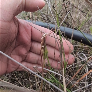 Diuris sp. at Throsby, ACT - suppressed