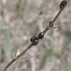 Chrysolina quadrigemina at Denman Prospect, ACT - 21 Oct 2024