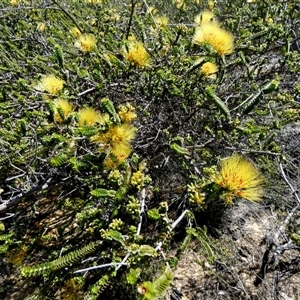 Unidentified Other Shrub at Kalbarri National Park, WA by Paul4K