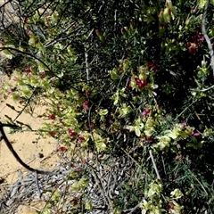 Unverified Other Shrub at Kalbarri National Park, WA - 12 Sep 2024 by Paul4K