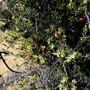 Unidentified Other Shrub at Kalbarri National Park, WA by Paul4K