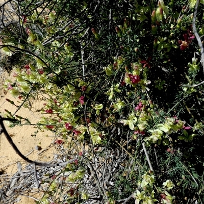 Unidentified Other Shrub at Kalbarri National Park, WA - 12 Sep 2024 by Paul4K