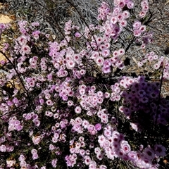 Unidentified Other Shrub at Kalbarri National Park, WA - 12 Sep 2024 by Paul4K