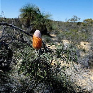 Unidentified Other Shrub at Kalbarri National Park, WA by Paul4K