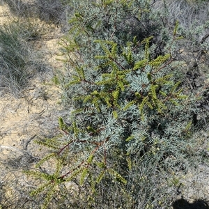 Grevillea sp. at Kalbarri National Park, WA by Paul4K