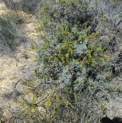 Grevillea sp. at Kalbarri National Park, WA - 12 Sep 2024 by Paul4K