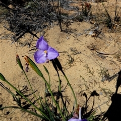 Patersonia occidentalis at Kalbarri National Park, WA - 12 Sep 2024 by Paul4K