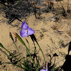 Patersonia occidentalis at Kalbarri National Park, WA by Paul4K