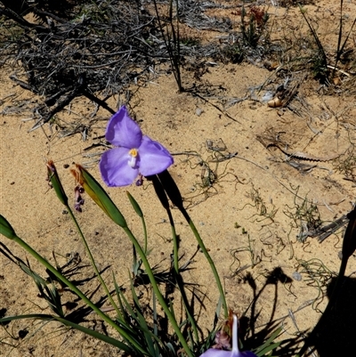 Patersonia occidentalis at Kalbarri National Park, WA - 12 Sep 2024 by Paul4K