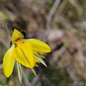 Diuris subalpina at Mount Clear, ACT - 22 Oct 2024