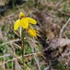 Diuris subalpina at Mount Clear, ACT - 22 Oct 2024