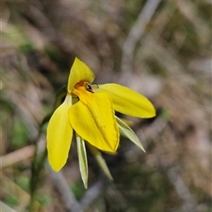 Diuris subalpina at Mount Clear, ACT - 22 Oct 2024